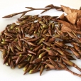 Бальзам Гилеада (Populus balsamifera)